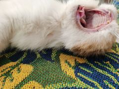 -平行世界·猫咖(首经贸店)
