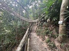 -海南热带雨林国家公园吊罗山景区