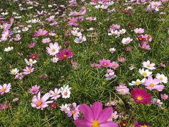 -芒洲湿地公园