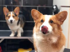 -小尾巴宠物店(万科·金域华庭店)