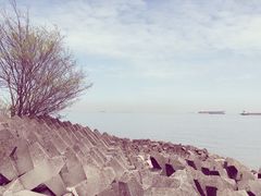 -上海滨江森林公园
