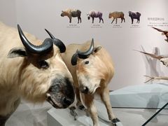 -长江文明馆