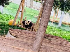 景点-西安秦岭野生动物园