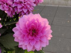 -中共上海市委党校 上海行政学院