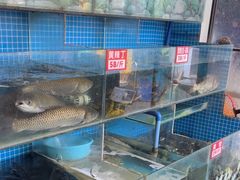 -费明中罗非鱼(大石坝店)