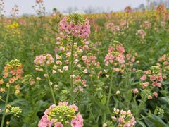 -中国天府农业博览园