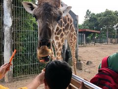 -清迈夜间动物园