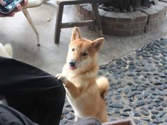 -柴犬高等学院·狗咖·柴犬售卖·宠物训练