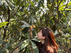 -塘栖枇杷特色园区