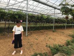 -马陆小张葡萄园农家乐