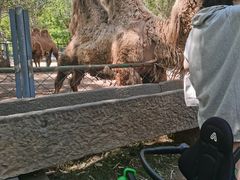 -长白岛森林公园