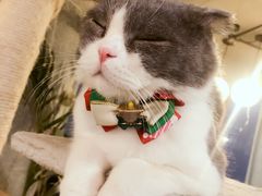 -共舞时光猫咖·狗咖(新街口店)