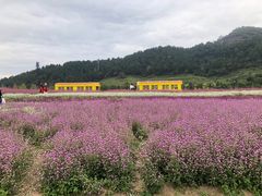 -径山花海