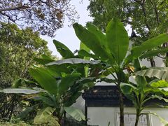 -上海醉白池公园