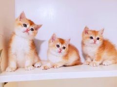 -十年猫舍·猫咪专门店(普陀店)