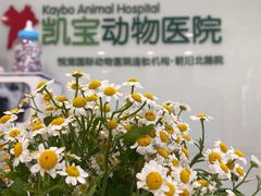 -悦宠凯宝动物医院·牙科·皮肤科(朝阳北路店)