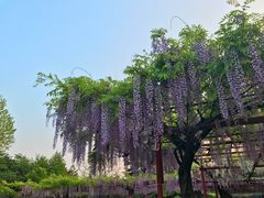 -嘉定紫藤园