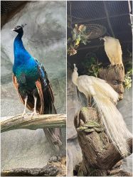 -Zoolung Zoolung动物主题公园(海信广场店)