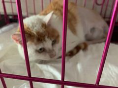 -欧奕国际动物医院