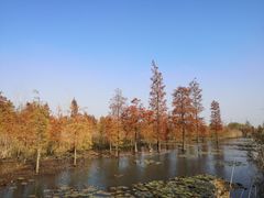 -池杉湖湿地公园