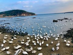 -烟墩角天鹅湖