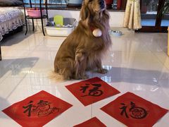 -瑞鹏宠物医院·骨科·猫科·内科(第一中心)