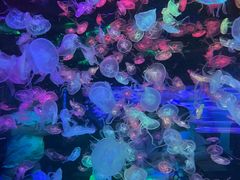 -合肥海洋世界