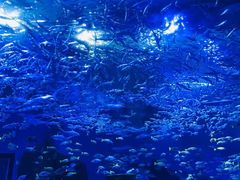 -海合安武汉极地海洋公园