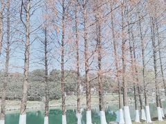 -九里河湿地公园
