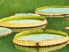 -中国科学院华南植物园