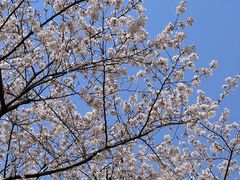 -西北湖绿化广场