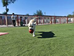 -宠物寄养训练学校
