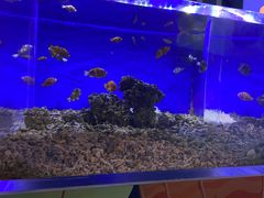 -沙沙哗啦海洋馆(华宇百花谷店)