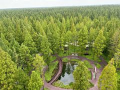 -黄海国家森林公园