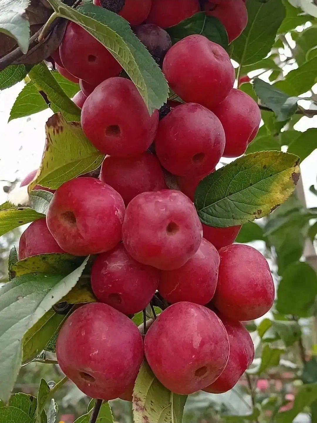 难道这种水果只是贵州有的吗,贵州方言叫花红,普通话的话是叫海棠果吗