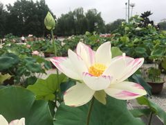 -莲花池公园