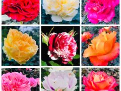 -人民公园(罗湖区)