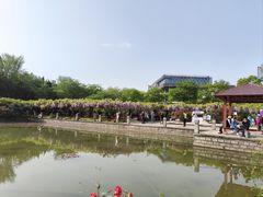 -嘉定紫藤园