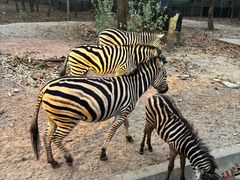 -清迈夜间动物园