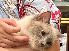 -喵喵咪呀布偶猫咖(春熙路店)