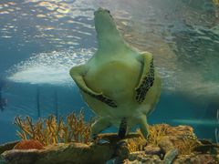 -上海海洋水族馆