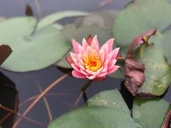 -中国科学院华南植物园