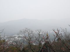 -香雪海