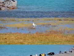 -青海湖国家重点风景名胜区