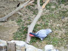 -上海野生动物园