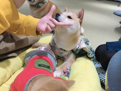 -逗柴咖啡屋·狗咖猫咖宠物桌游