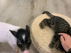 -浣熊柯尔鸭土拨鼠·电玩咖