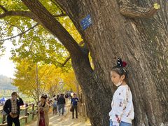 -千年银杏谷文化旅游区