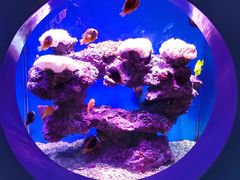 -上海海昌海洋公园