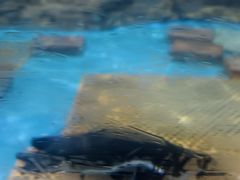 -海合安武汉极地海洋公园